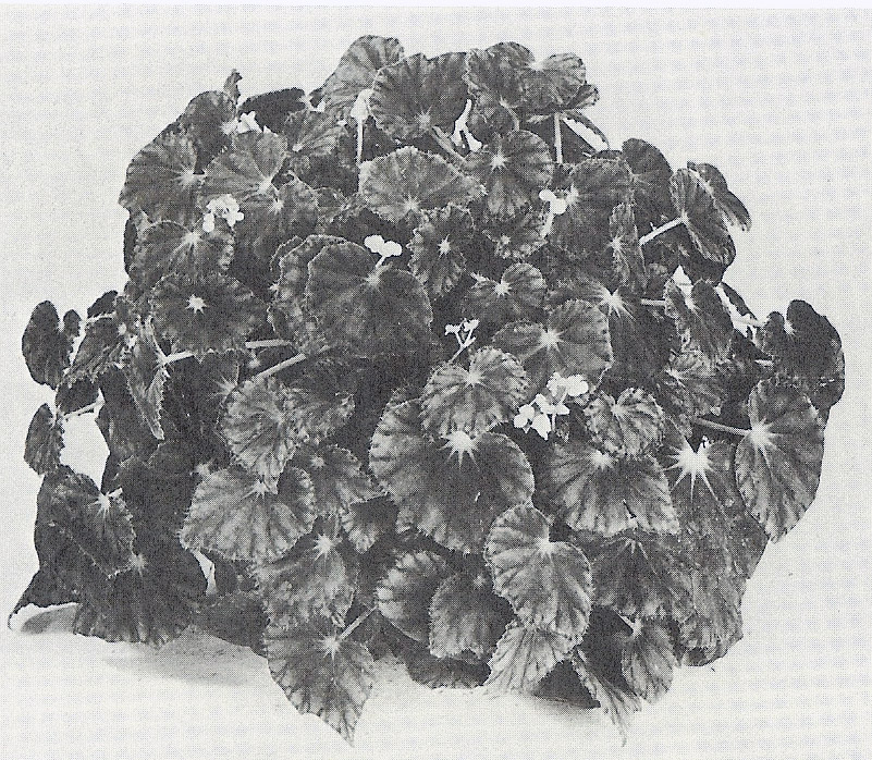 B. ‘Oceanside’